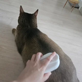 고양이 2마리 돌봄