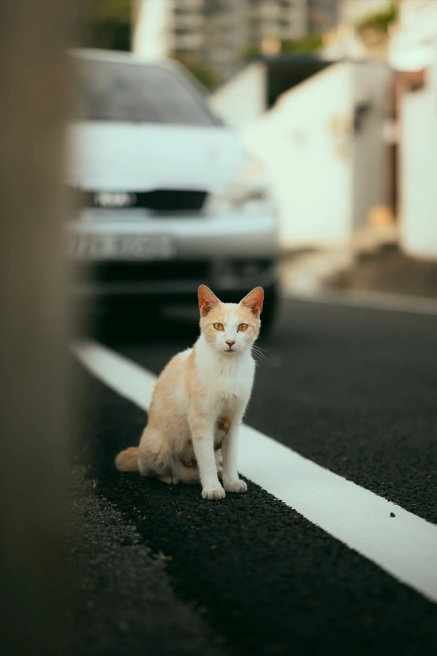 이미지 8