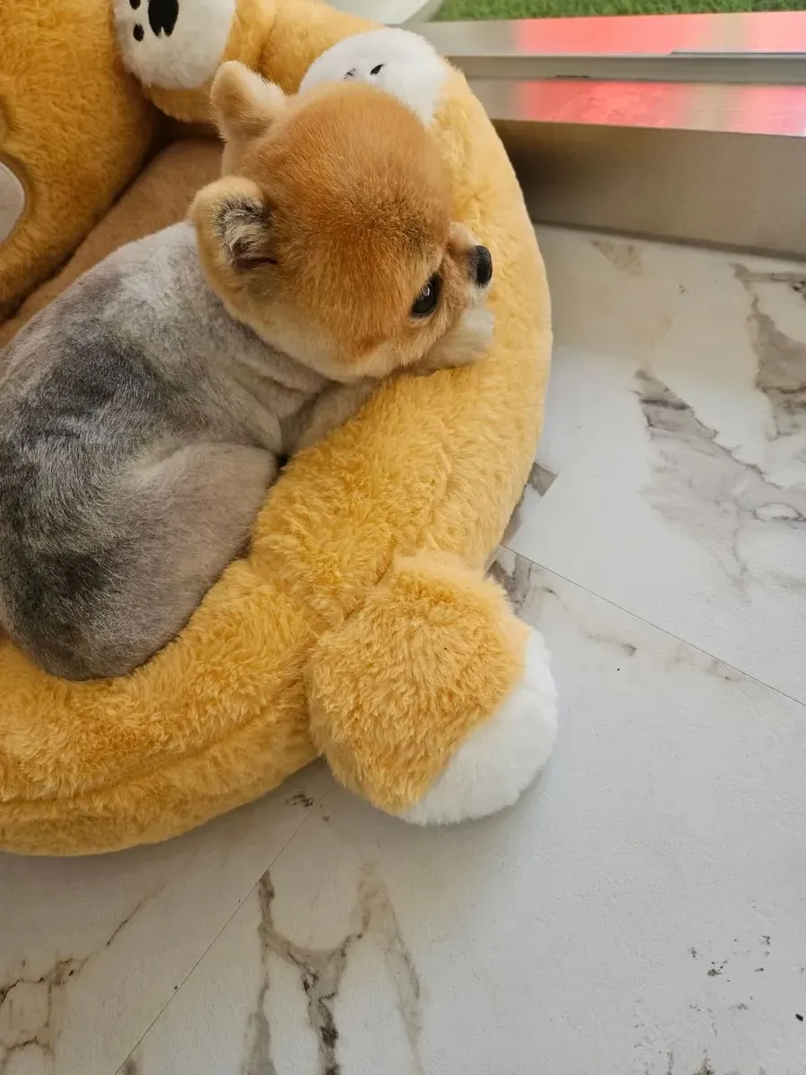 이미지 22