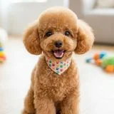 댕린이집