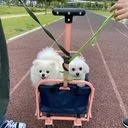 도그케어 서누(불당)