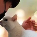 고양이 라이프코치 김준희