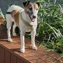 부평 마당집 펫시터