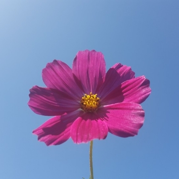 청소대장 고수 프로필