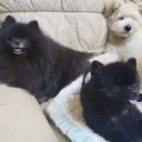 투도그걸펫시터