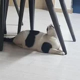 로이