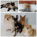 펫시터 그랑블루(woman)