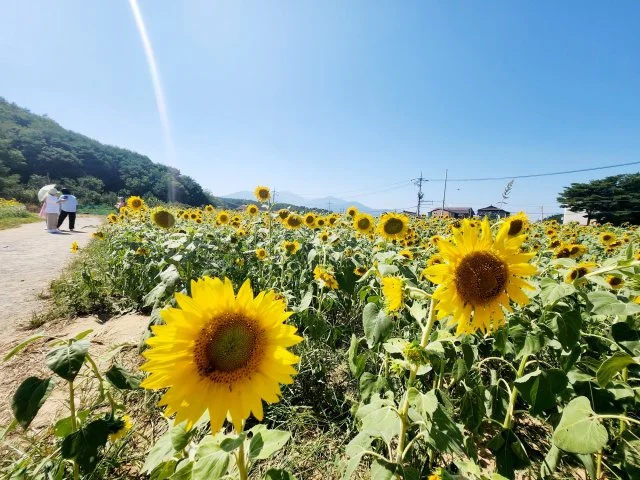 사용자 이미지