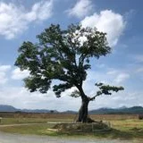바른