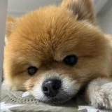 박채린
