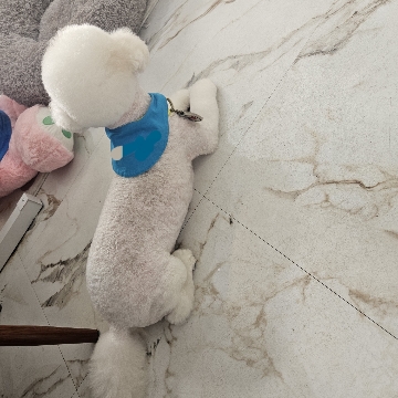 강아지숲 pet 반려견미용실 고수 프로필