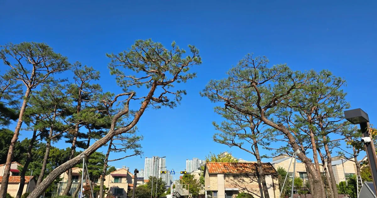(주) 하이앤맥스 소나무전지 ㆍ저수조 청소ㆍ에어컨 청소 고수의 조경... 숨은고수 (주) 하이앤맥스 소나무전지 ㆍ저수조 청소ㆍ에어컨 청소... 