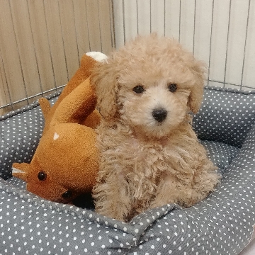 레오인테리어필름 고수 프로필