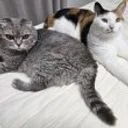 고양이펫시터 7냥이네