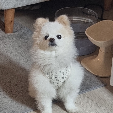 시현 고수 프로필