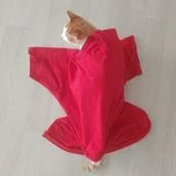 Kito