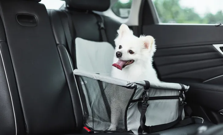 반려동물 택시/픽업